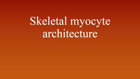 Thumbnail for Skeletal myocyte architecture movie