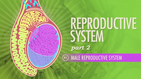 Thumbnail for entry HTHS 2230 Reproductive: Male Reproductive System: Crash Course Video with Questions