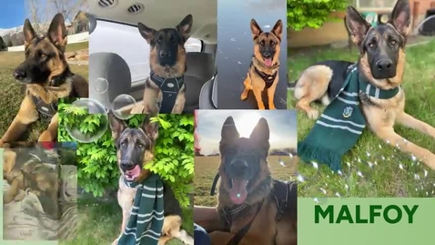 Thumbnail for Ward_JoyVideo