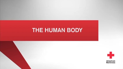 Thumbnail for 04 The Human Body - Quiz