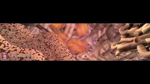 Thumbnail for HTHS 1111 F15-9a: Cell Signals Video with Questions