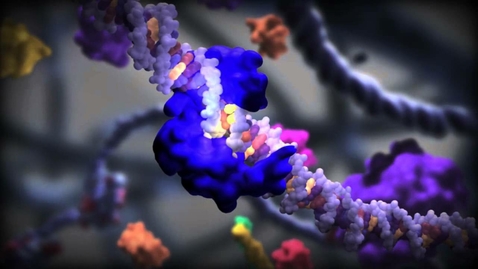 Thumbnail for F06-03d: Transcription Factors Video with Questions