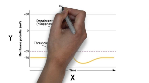 Thumbnail for HTHS 1111 F13-05: Action Potential Video with Questions
