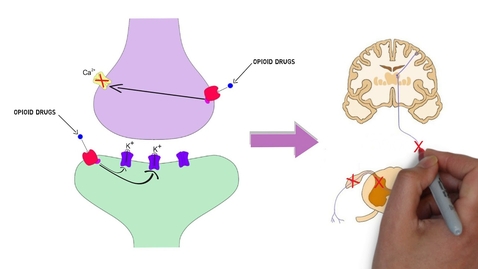 Thumbnail for HTHS 2230 Nervous: Opioids (2-Minute Neuroscience) Video with Questions