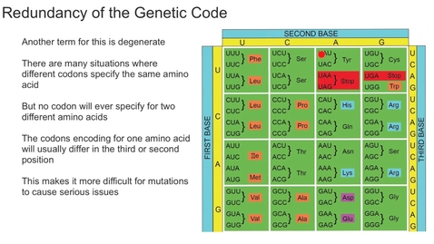 Thumbnail for entry F06-08: Redundancy of the Genetic Code Video with Questions