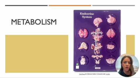 Thumbnail for Endocrine Part 1