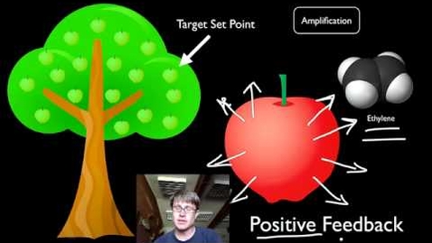 Thumbnail for Lab 1: Make Up Homeostasis Video with Questions