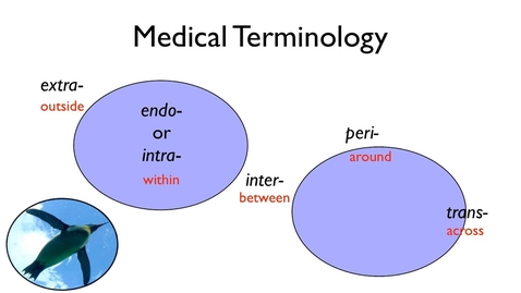 Thumbnail for entry HTHS 1101 F01-03 Word Building Video with Questions