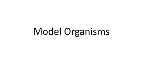 Thumbnail for entry BTNY 3303 - Model Organisms - Part 1 - April 4, 2022