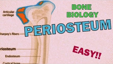 Thumbnail for entry HTHS 1110 F09-04b: Periosteum Video with Questions
