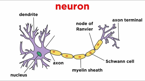 Thumbnail for entry HTHS 1110 F07-13a: Nervous Tissue | Neurons Video with Questions