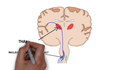 Thumbnail for HTHS 1111 F12-09: Taste Video with Questions