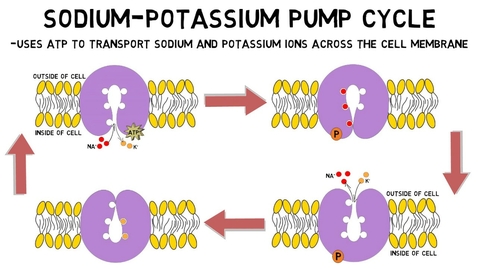 Thumbnail for HTHS 1111 F13-02: Na/K Pump Video with Questions