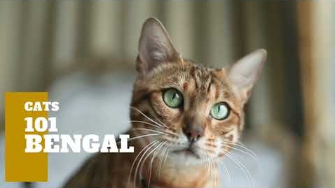 Thumbnail for Bengal Cats 101 - Cat Breed And Personality