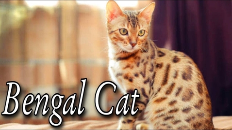 Thumbnail for Bengal Cat Personality - How to Bengal Proof Your Home .A Bengal cat What We Know So Far. Animals