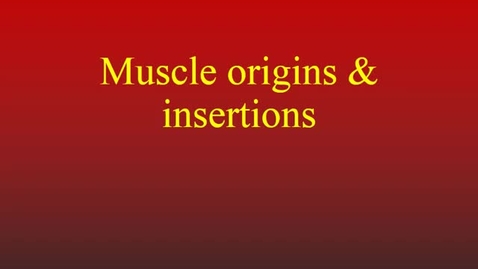 Thumbnail for entry Muscle origins &amp; insertions movies