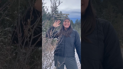 Thumbnail for Let’s learn about mountain mahogany, a cool plant with seeds that change shape!!