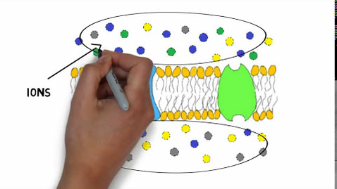 Thumbnail for HTHS 1111 F13-03: Membrane Potential Video with Questions