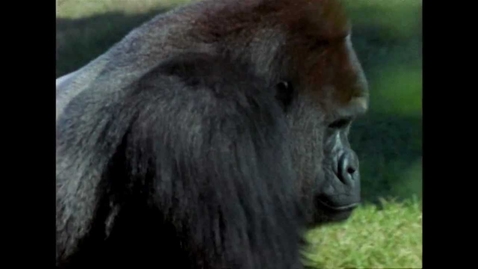 Thumbnail for Primates-the Apes