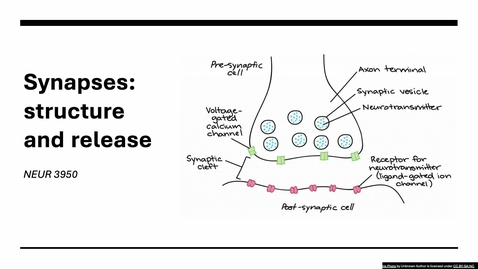 Thumbnail for SP26_NEUR3950_synapse