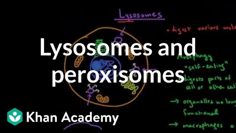 Thumbnail for entry HTHS 1110 F05-13a: Lysosomes &amp; Peroxisomes Video with Questions