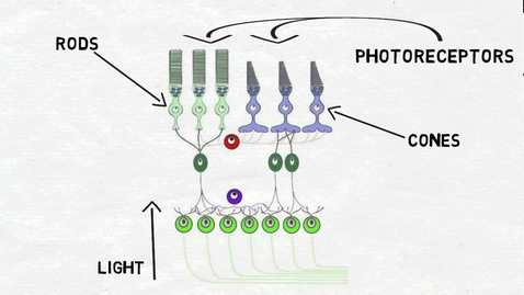 Thumbnail for HTHS 1111 F12-07b: The Retina Video with Questions 