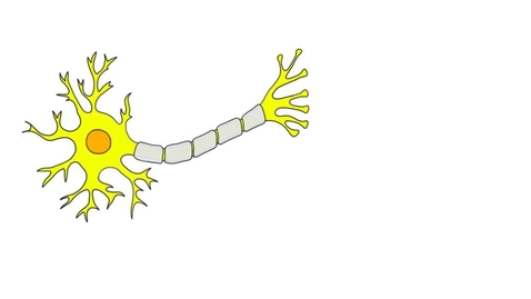 Thumbnail for HTHS 1111 F13-07: Myelin Video with Questions