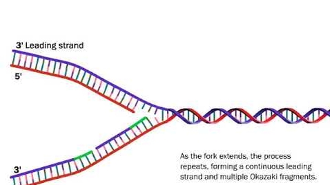Thumbnail for DNA Replication: The Process Simplified