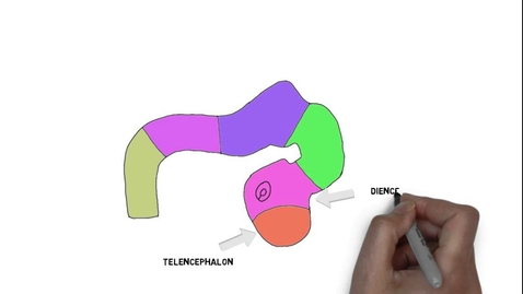 Thumbnail for HTHS 1111 F11-07a: Early Neural Development Video with Questions