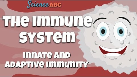 Thumbnail for HTHS 1111 F15-8b: Innate &amp; Adaptive Immunity Video with Questions The following content is