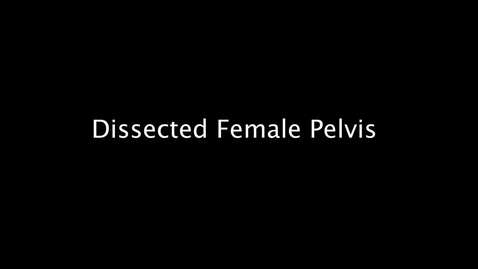 Thumbnail for entry Dissected Female Pelvis