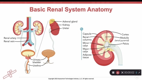 Thumbnail for Unit 8 Recorded Lecture Part 3 Kidney Disease