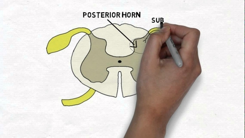 Thumbnail for entry HTHS 1111 F11-05: Spinal Cord Internal Anatomy Video with Questions