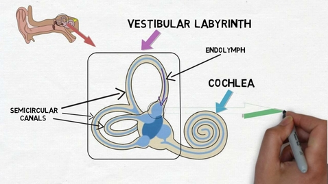 Thumbnail for HTHS 1111 F12-06: Vestibular System Video with Questions