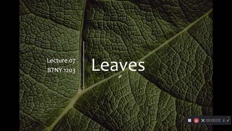 Thumbnail for entry 07-Leaves
