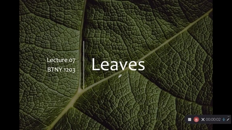 Thumbnail for 07-Leaves
