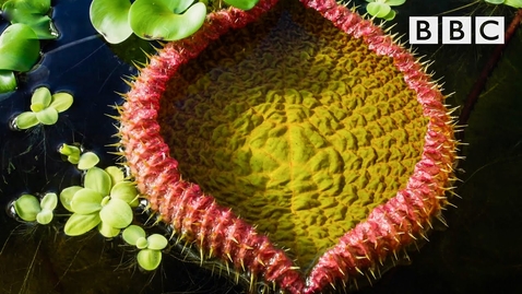 Thumbnail for The giant water lily is VICIOUS! 😱 The Green Planet  🌱BBC