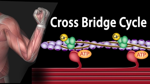 Thumbnail for Muscle Contraction - Cross Bridge Cycle, Animation.