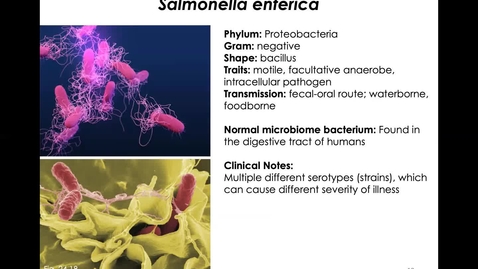 Thumbnail for MICR1153_11-24_Salmonella_Twing