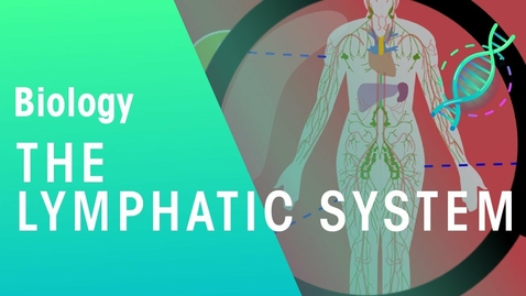 Thumbnail for entry HTHS 1110 F07-09: The Lymphatic System Video with Questions