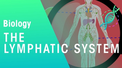Thumbnail for HTHS 1110 F07-09: The Lymphatic System Video with Questions