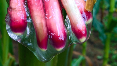 Thumbnail for This Slime Could Change The World | Planet Fix | BBC Earth Science