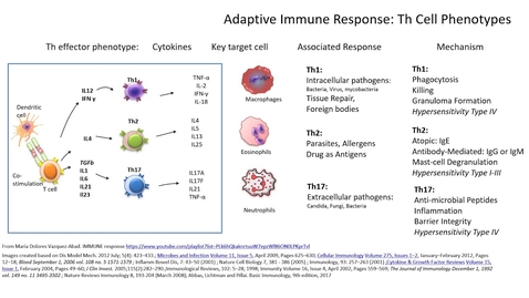 Thumbnail for entry HTHS 2231 Immune Pre-Lab: Th Cell Phenotypes Video with Questions