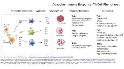 Thumbnail for HTHS 2231 Immune Pre-Lab: Th Cell Phenotypes Video with Questions