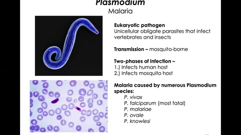 Thumbnail for entry MICR1153_11-24_Malaria_Twing