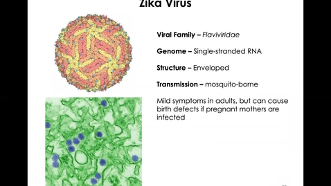 Thumbnail for MICR1153_11-24_Zika_Twing