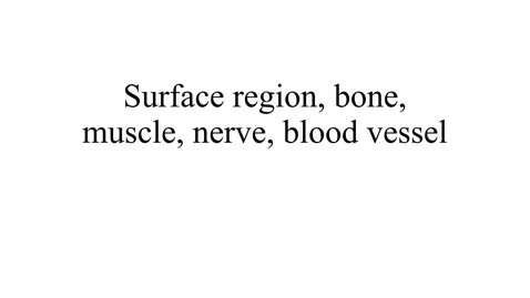 Thumbnail for entry Surface region, bone, muscle, nerve