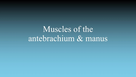 Thumbnail for Muscles of the antebrachium &amp; manus