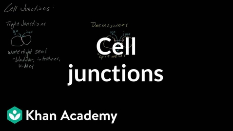 Thumbnail for entry HTHS 1110 F07-10: Cell Junctions Video with Questions