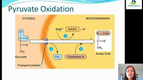 Thumbnail for HTHS 1110 F05-06: Pyruvate Oxidation Video with Questions